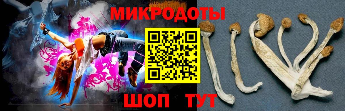 Псилоцибиновые грибы Psilocybe Можга